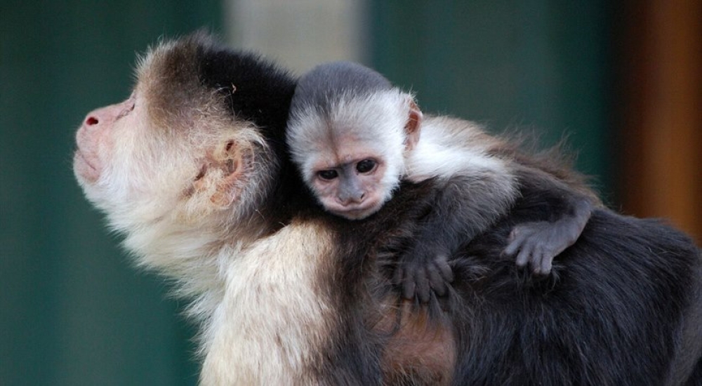 A White Throated Capuchin with a baby on its back