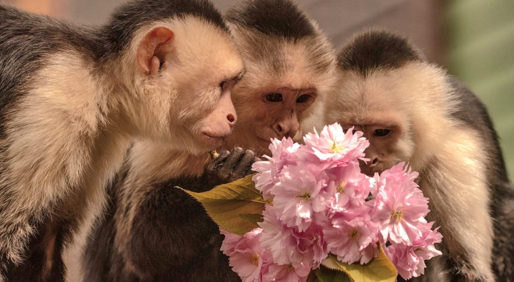 three monkeys