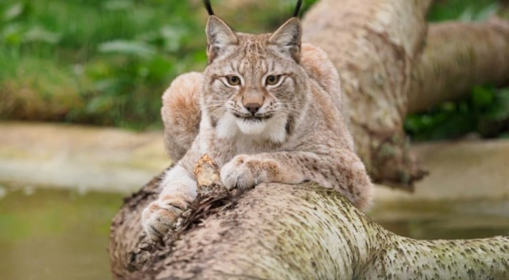 Leaping Lynx Wildheart Animal Sanctuary