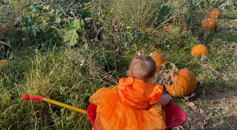 small child in wheelbarrow