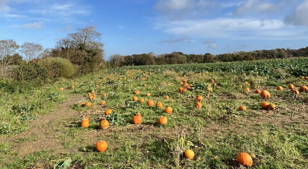 pumpkins in a field