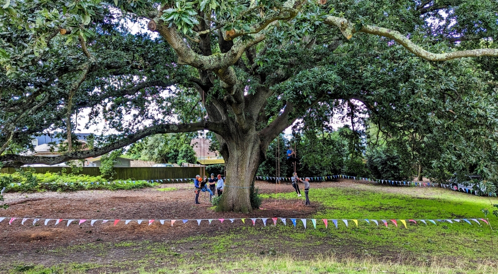 tree climbing