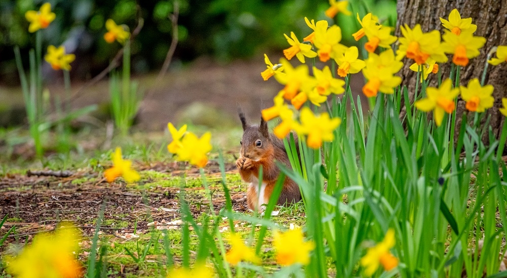 squirrel-daffs