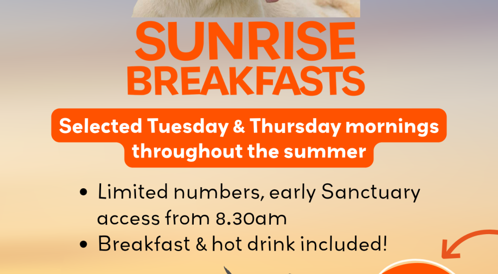 Sunrise Breakfast - Wildheart Animal Sanctuary