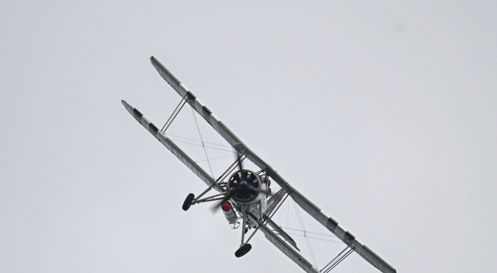 swordfish