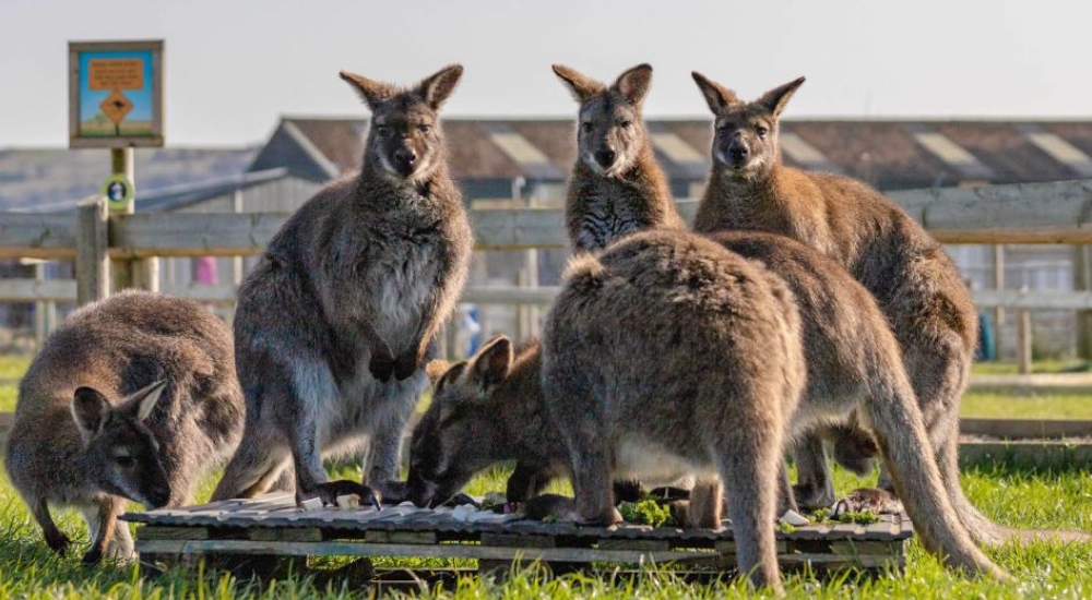 A troupe of wallabies