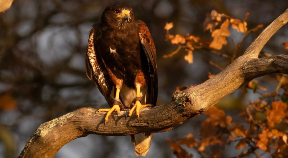 Beautiful bird