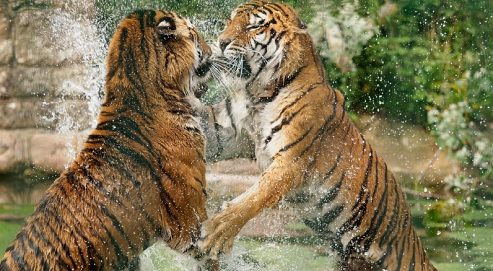 Two tigers playing in the water