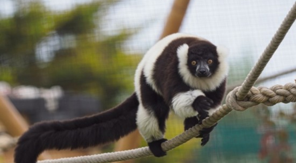 Wildheart Animal Sanctuary Lemur